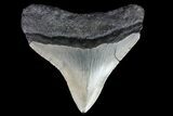 Bargain, Posterior Megalodon Tooth - North Carolina #76302-2